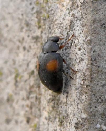 Réf. 218 728 : Scymnus sp.